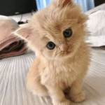 cat dp
