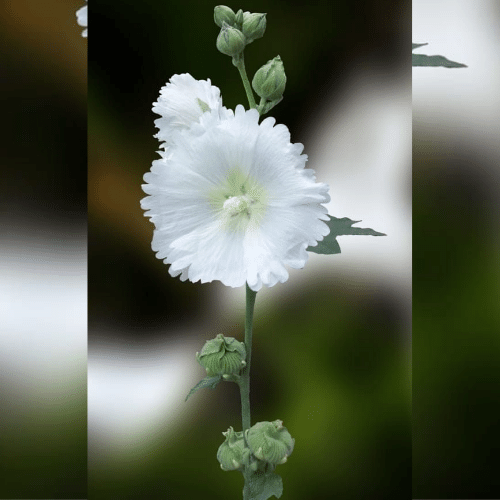 flower whatsapp dp images