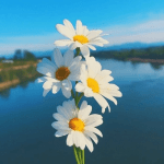 Flowers DP