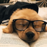 dog dp for whatsapp