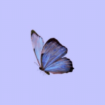 butterfly whatsapp dp