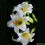 pictures of lilies