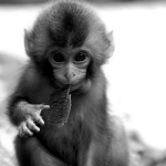 monkey black