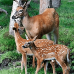 deer pictures