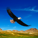 eagle pictures