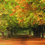 fall leaves images