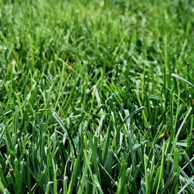 grass backround