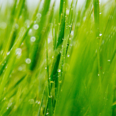 green background grass