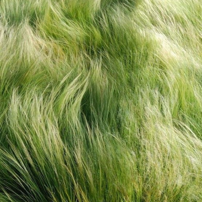 grass backgrounds