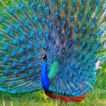 colorful peacock